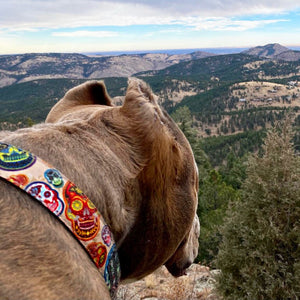 Day of the Dead - Dog Collars, Leads, and Bows