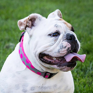 Polka Dot Dog Collars, Leads, and Bows - Neon - 4 Styles