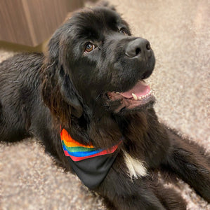 Sport Bandana - Rainbow Pride