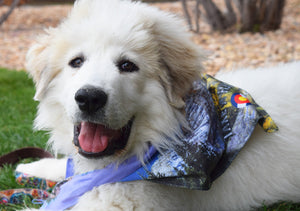 Sport Bandana - Take A Hike