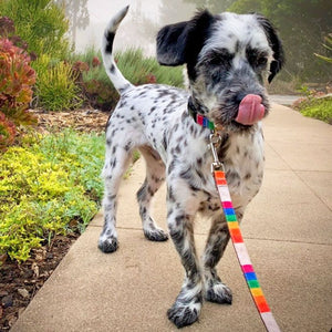 Rainbow Pride Dog Collars, Leads, and Bows